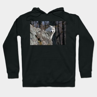 Arctic Wolf Hoodie